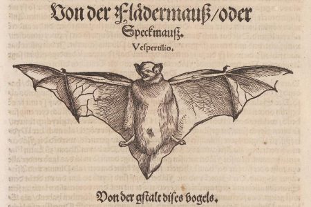 From Bad to Good? Looking at the Bat in Art and Natural History