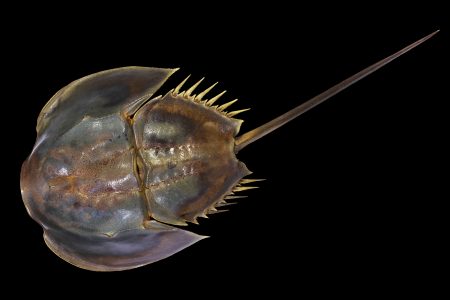 A Painter, a Collector, and a Horseshoe Crab