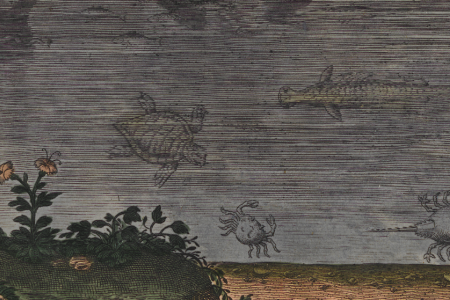 Fish out of Water: Collecting Aquatic Animals in the Early Modern Period